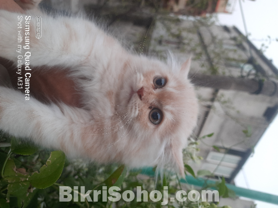 Persian Cat